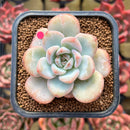 Echeveria 'Miss Jin' 2" Succulent Plant