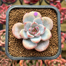 Echeveria 'Miss Jin' 2" Succulent Plant