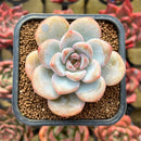 Echeveria 'Miss Jin' 2" Succulent Plant