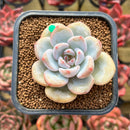 Echeveria 'Miss Jin' 2" Succulent Plant