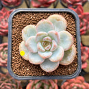 Echeveria 'Miss Jin' 2" Succulent Plant