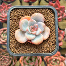 Echeveria 'Miss Jin' 2" Succulent Plant
