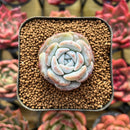 Echeveria 'Love' 1" Succulent Plant
