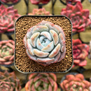 Echeveria 'Love' 1" Succulent Plant