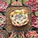 Echeveria 'Karla' 2" Succulent Plant