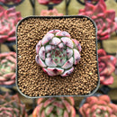 Echeveria 'Morricone' 1" Succulent Plant