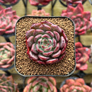 Echeveria 'Ardor' 1"-2" Succulent Plant