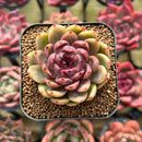 Echeveria 'Elin' 1" Succulent Plant