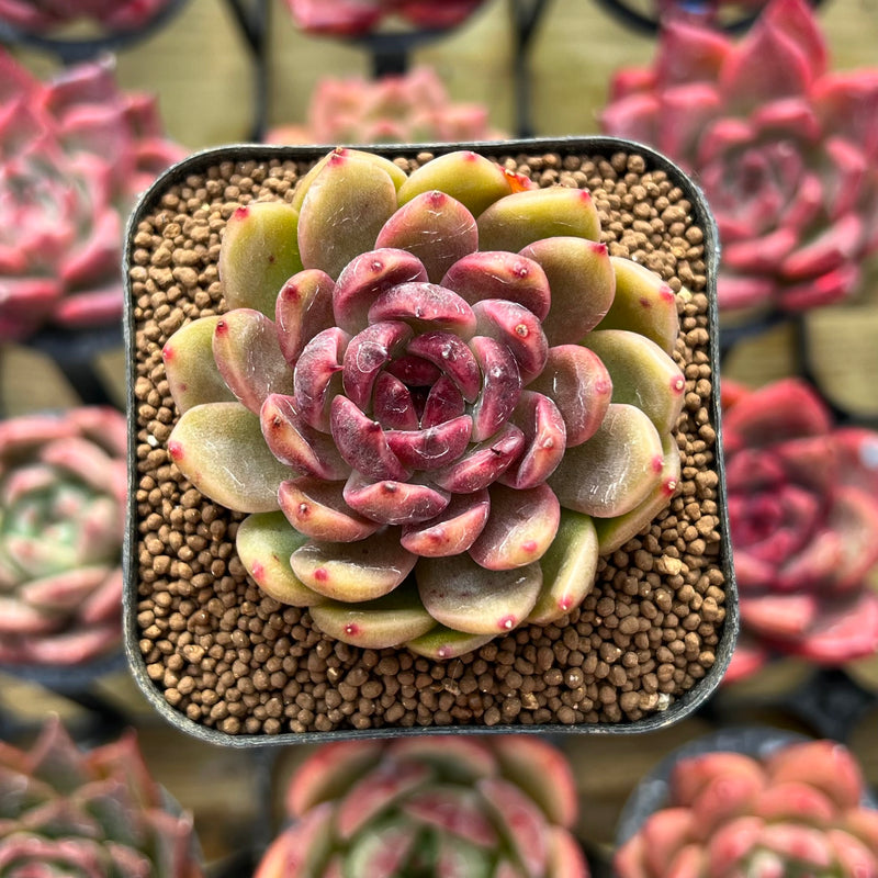 e succulents Echeveria 'Elin' 1" Succulent Plant – True Succulents Plant Co
