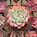 Echeveria 'White Rose' 2" Succulent Plant