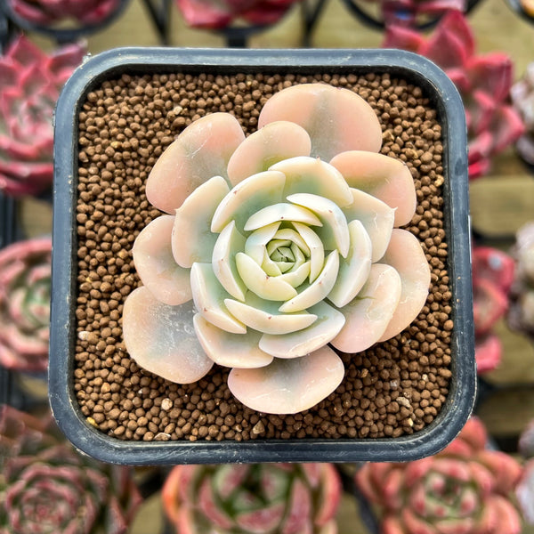 Echeveria Runyonii Variegated