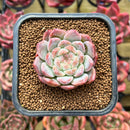 Echeveria 'Watermelon' 2" Succulent Plant