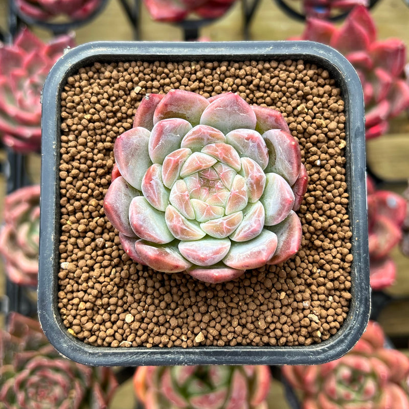 succulent watermelon Echeveria 'Watermelon' 2