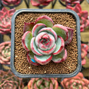 Echeveria 'Casio' Variegated 2" Succulent Plant