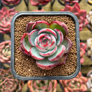 Echeveria 'Casio' Variegated 2" Succulent Plant