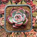 Echeveria 'Casio' Variegated 2" Succulent Plant