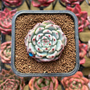 Echeveria 'Black Nail' 1" Succulent Plant