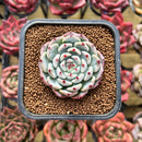 Echeveria 'Black Nail' 1" Succulent Plant