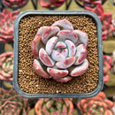 Echeveria 'Purple Look' 2" New Hybrid Succulent Plant