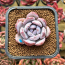 Echeveria 'Purple Look' 2" New Hybrid Succulent Plant