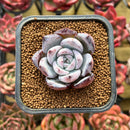 Echeveria 'Black Sabbath' 1" Succulent Plant