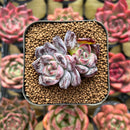Echeveria 'Black Sabbath' 1" Succulent Plant