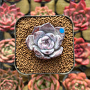 Echeveria 'Black Sabbath' 1" Succulent Plant