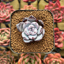 Echeveria 'Black Sabbath' 1" Succulent Plant