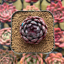 Echeveria 'Black Smoke' 1" Succulent Plant