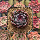 Echeveria 'Black Smoke' 1" Succulent Plant