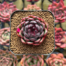 Echeveria 'Black Smoke' 1" Succulent Plant