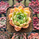 Echeveria 'Sarabony' x Zaragoza Hybrid 2" Succulent Plant