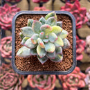 Pachyphytum 'Cute Finger' Variegated 2" Succulent Plant