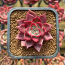 Echeveria 'Pink Molly' 2" Succulent Plant