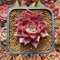 Echeveria 'Pink Molly' 2" Succulent Plant