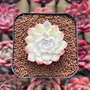 Echeveria 'Bravo' 1" Succulent Plant
