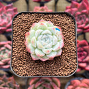 Echeveria 'Bravo' 1" Succulent Plant