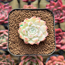 Echeveria 'Bravo' 1" Succulent Plant