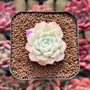 Echeveria 'Bravo' 1" Succulent Plant