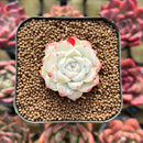 Echeveria 'Bravo' 1" Succulent Plant