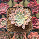 Echeveria 'Green Emerald' Variegated 1" Succulent Plant