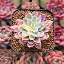 Echeveria 'Green Emerald' Variegated 1" Succulent Plant