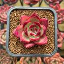 Echeveria Agavoides 'Red Plum' 2" Succulent Plant