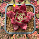 Echeveria Agavoides 'Red Plum' 2" Succulent Plant