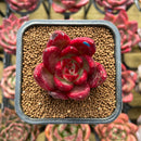 Echeveria Agavoides 'Red Plum' 2" Succulent Plant