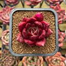 Echeveria Agavoides 'Red Plum' 2" Succulent Plant