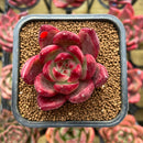 Echeveria Agavoides 'Red Plum' 2" Succulent Plant