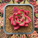 Echeveria Agavoides 'Red Plum' 2" Succulent Plant