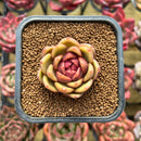 Echeveria sp. 1" Succulent Plant