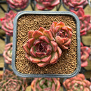 Echeveria 'Fushike' 2" Succulent Plant
